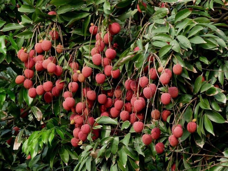 This is the image of the IU Hotelsa Guangzhou Zengcheng Gualv Road Wanda PL #3