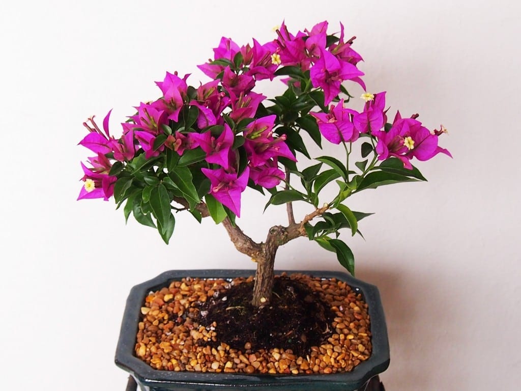 Tanaman Bonsai