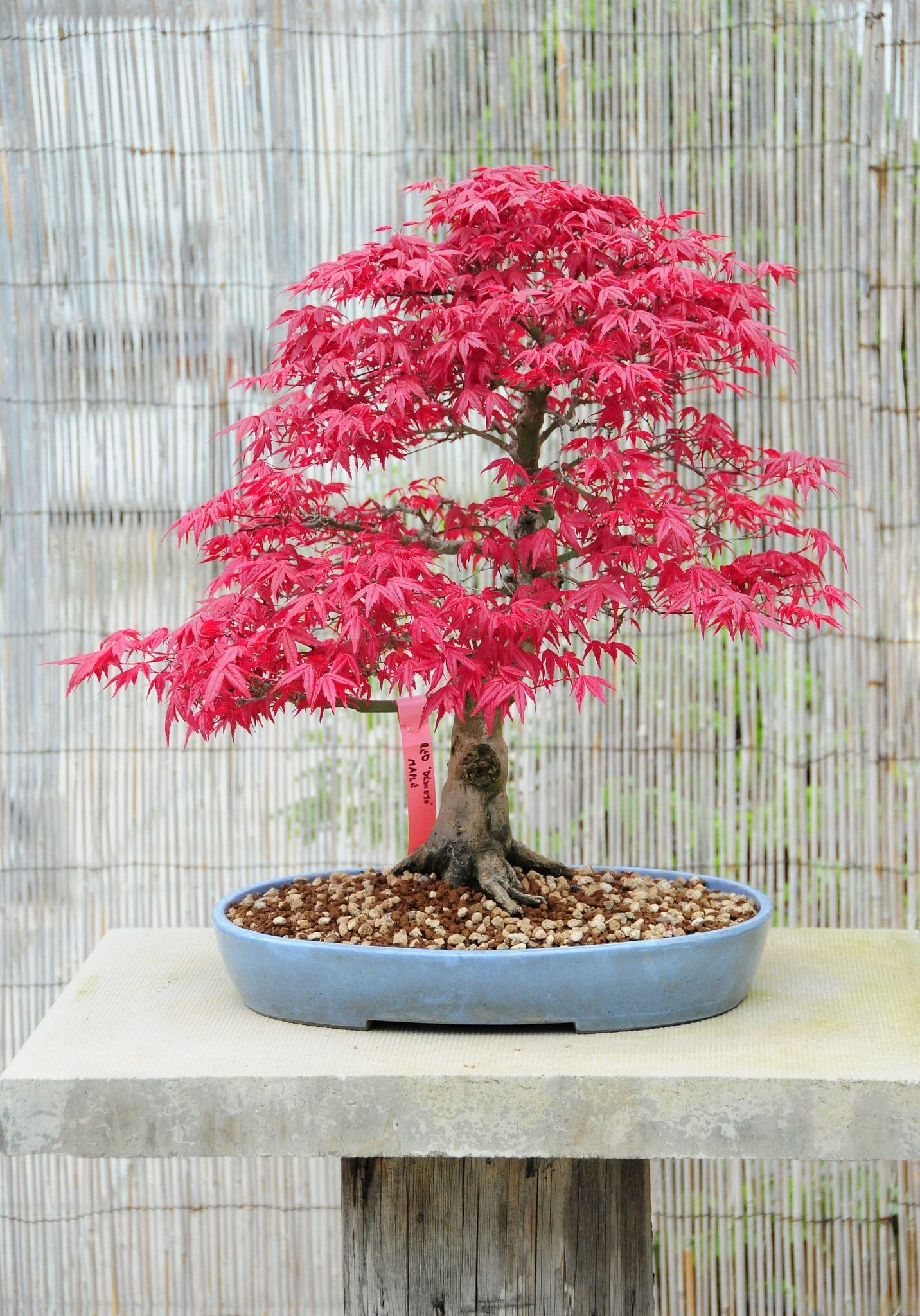 Tanaman Bonsai di Apartemen