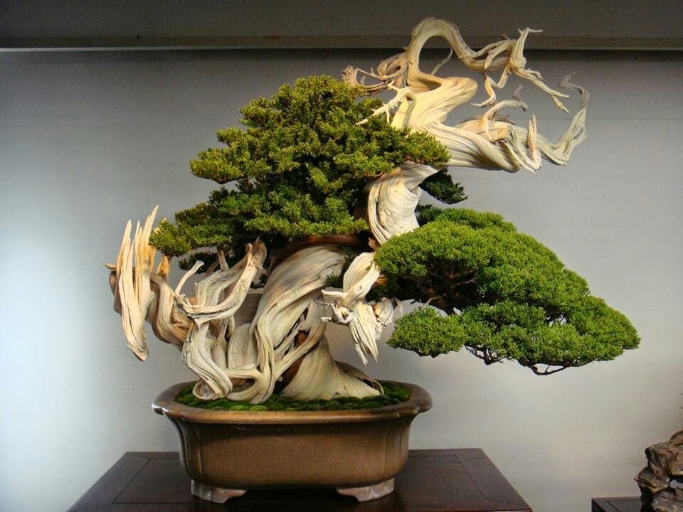 Tanaman Bonsai di Apartemen