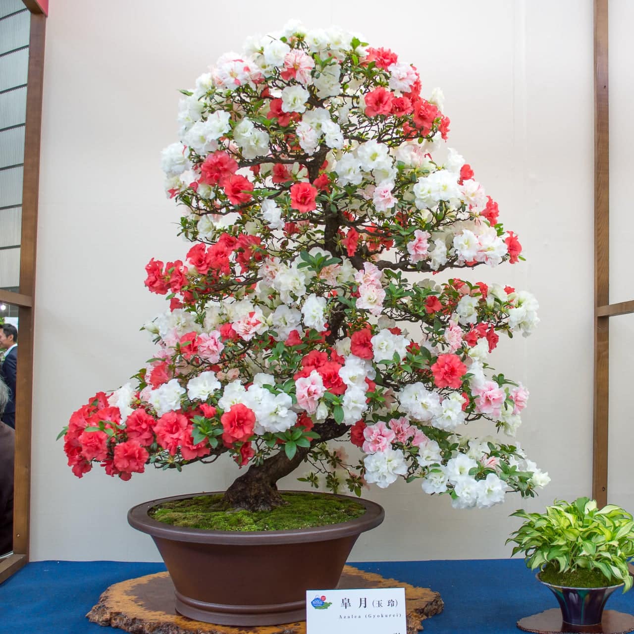 Tanaman Bonsai di Apartemen