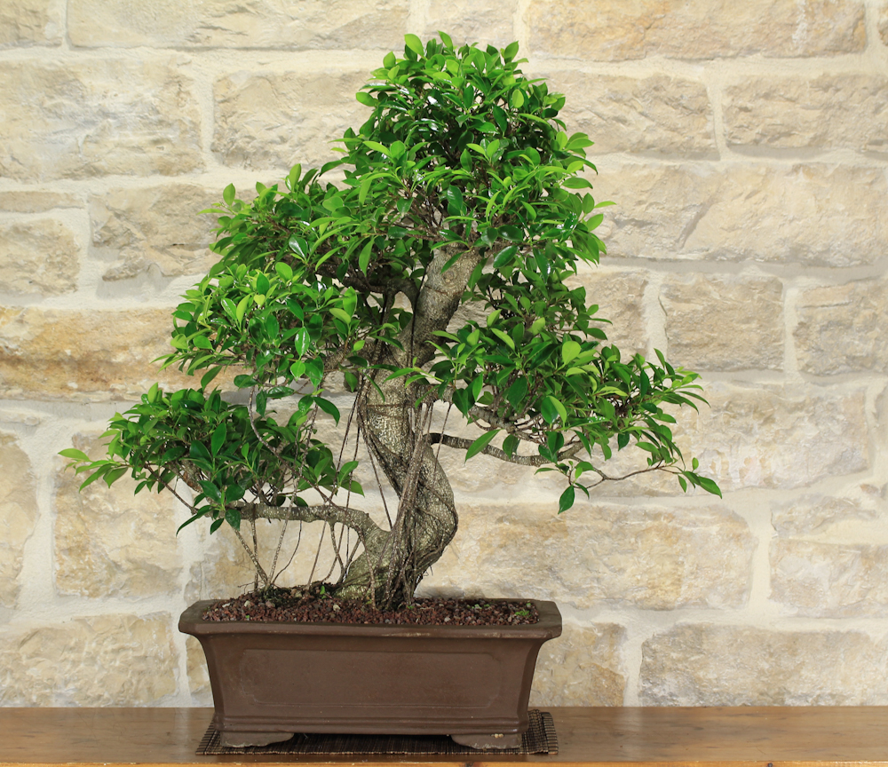 Tanaman Bonsai di Apartemen