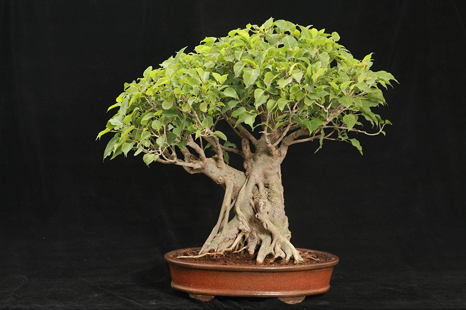 Tanaman Bonsai di Apartemen