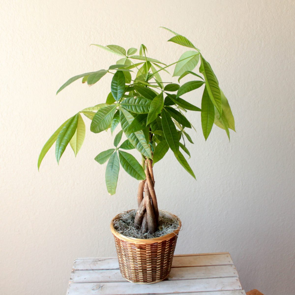 Tanaman Hias Bonsai