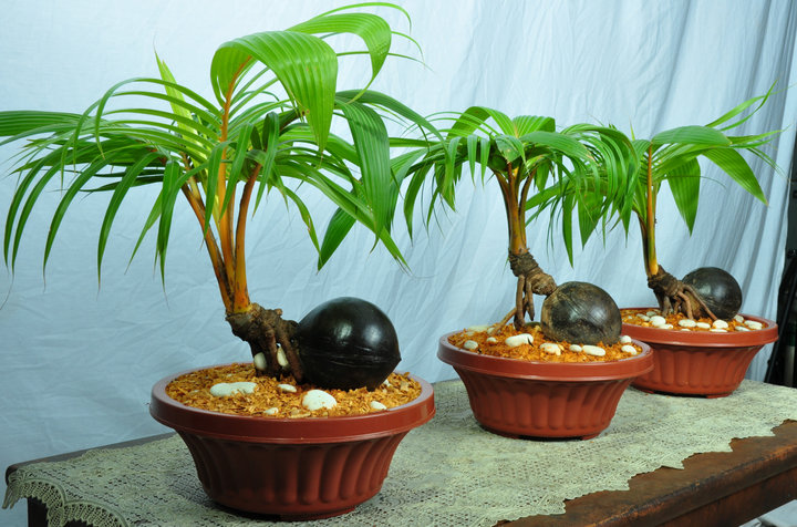 Tanaman Hias Bonsai