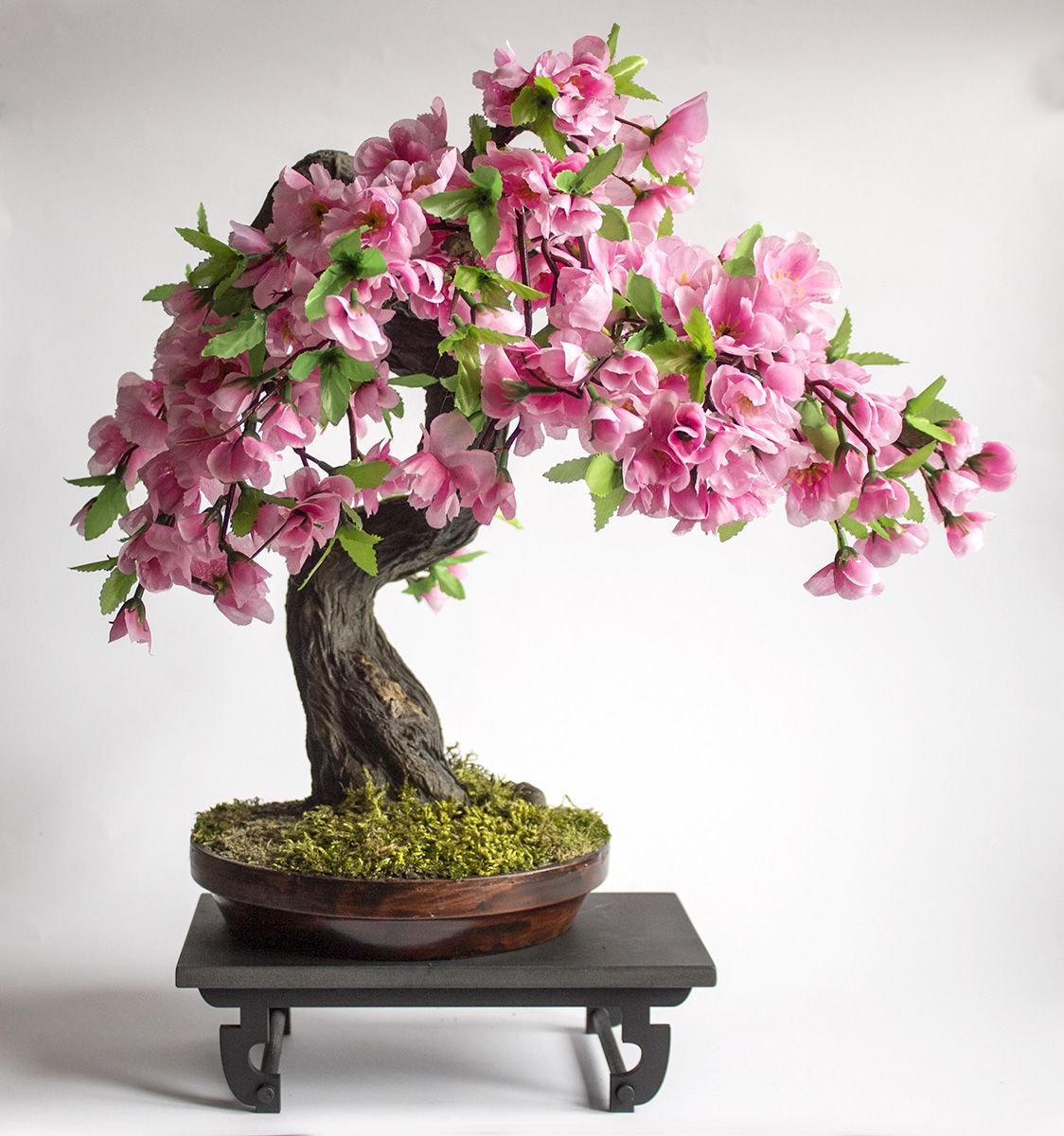 Tanaman Hias Bonsai