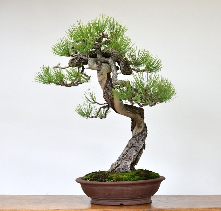Tanaman Hias Bonsai