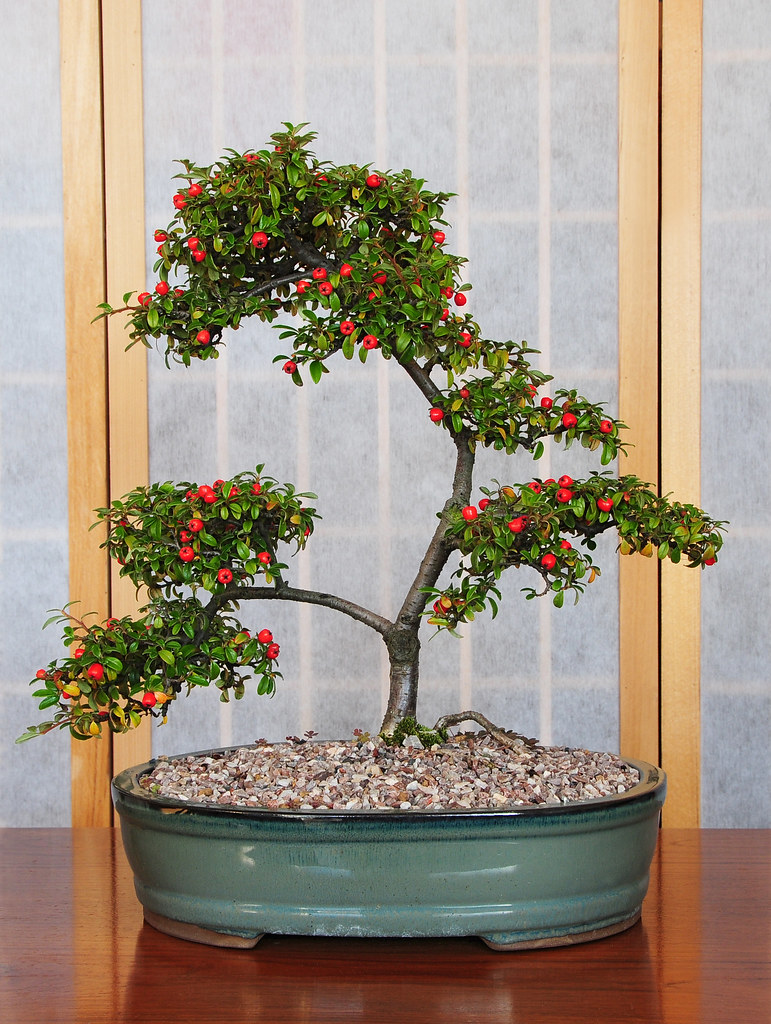 Tanaman Hias Bonsai