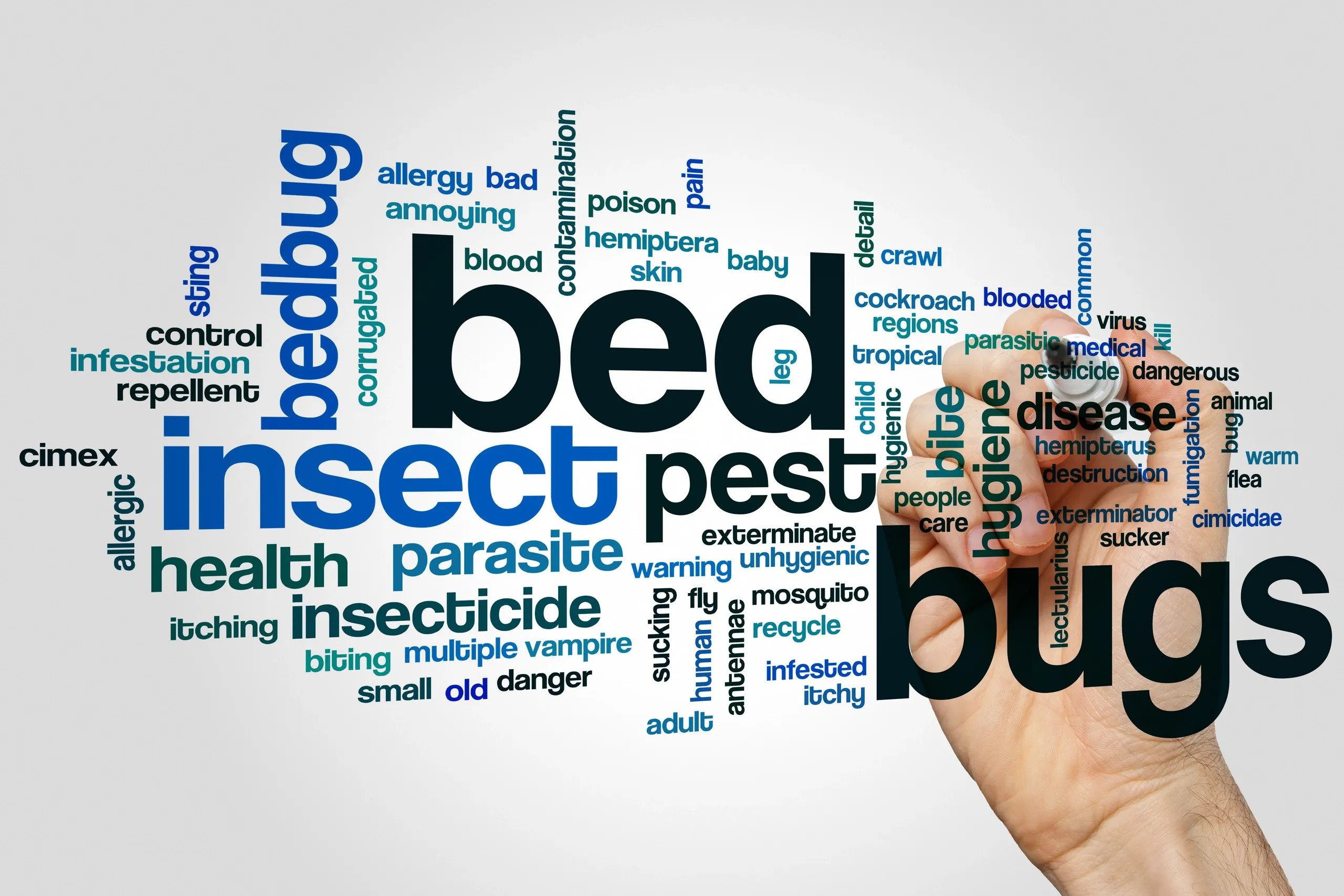 Bed Bug Rental