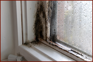 Mold Inspection Houston TX