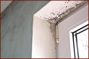 Mold Inspectors Houston