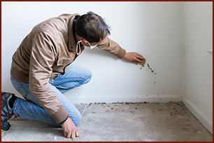 Mold Inspection Houston TX