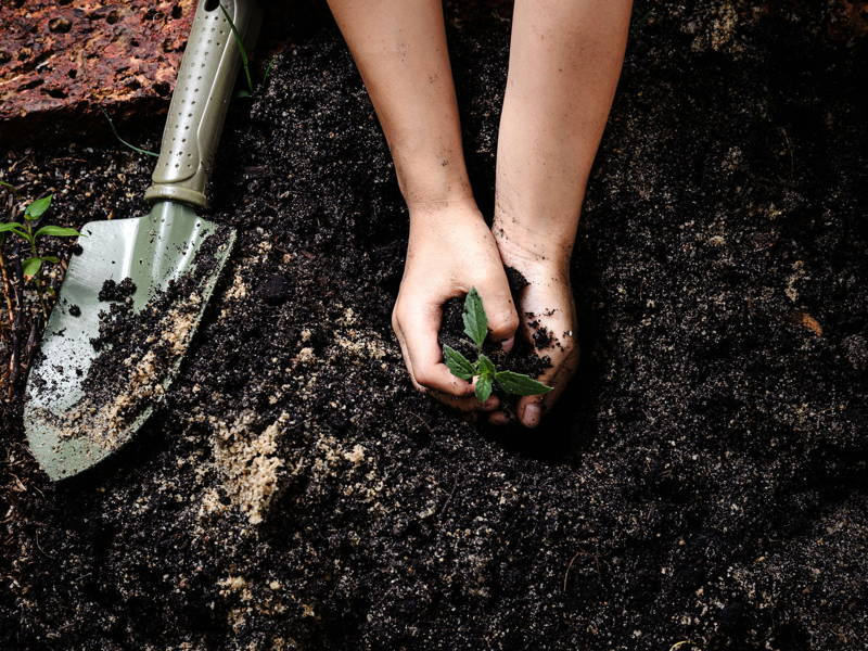 planting in soil