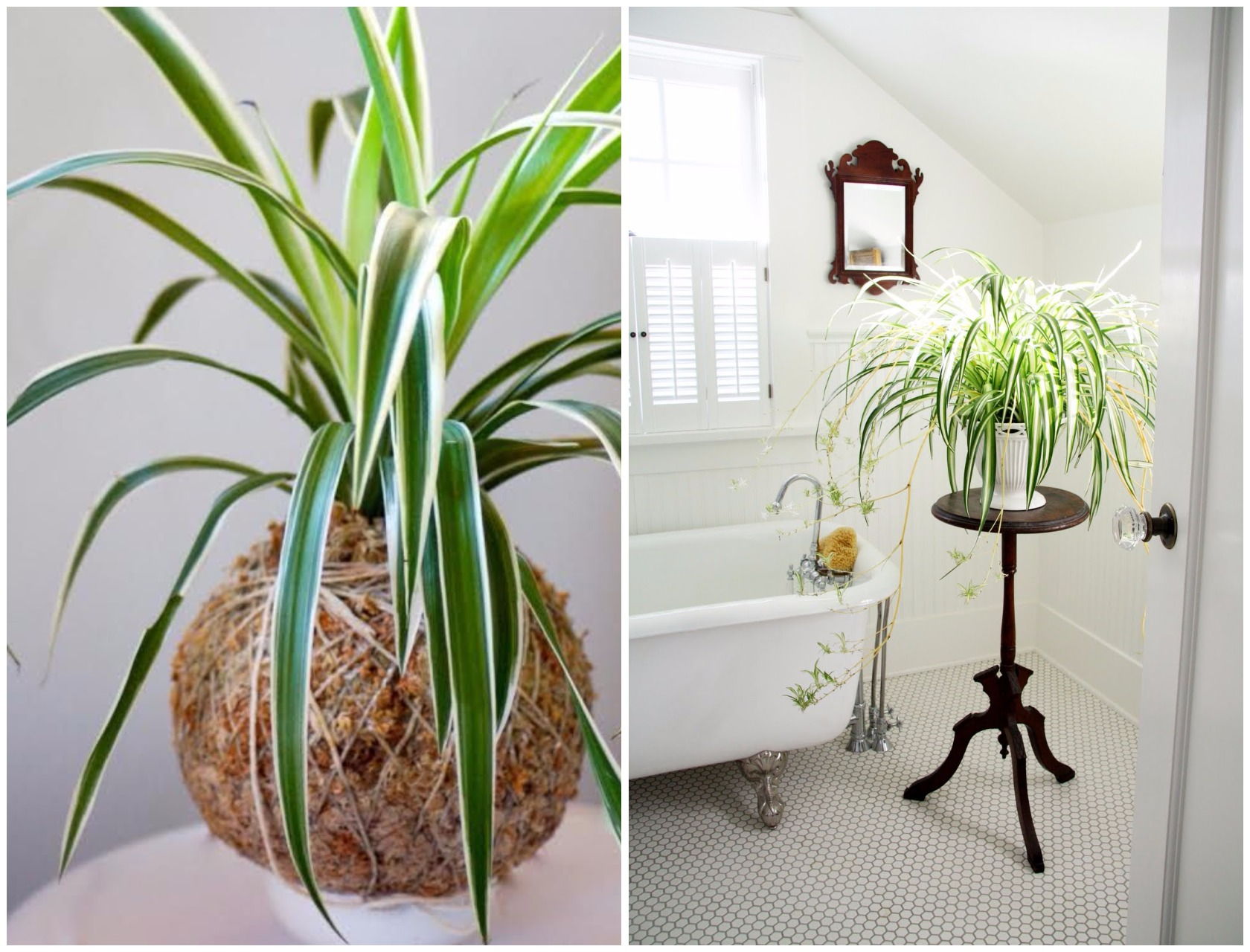 indoor spider plant