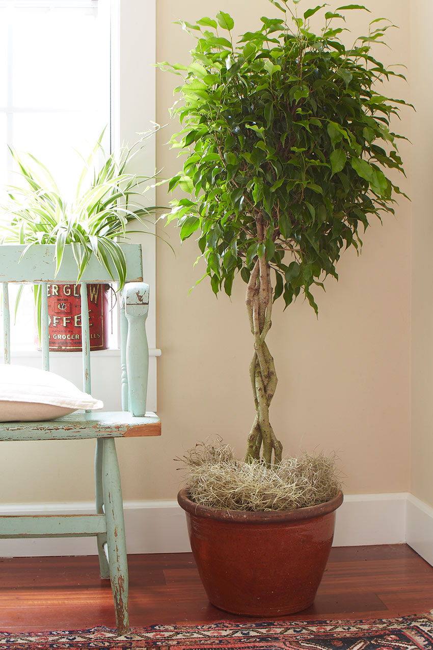 9 Indoor Plants You Can t Kill So Easily Atap co
