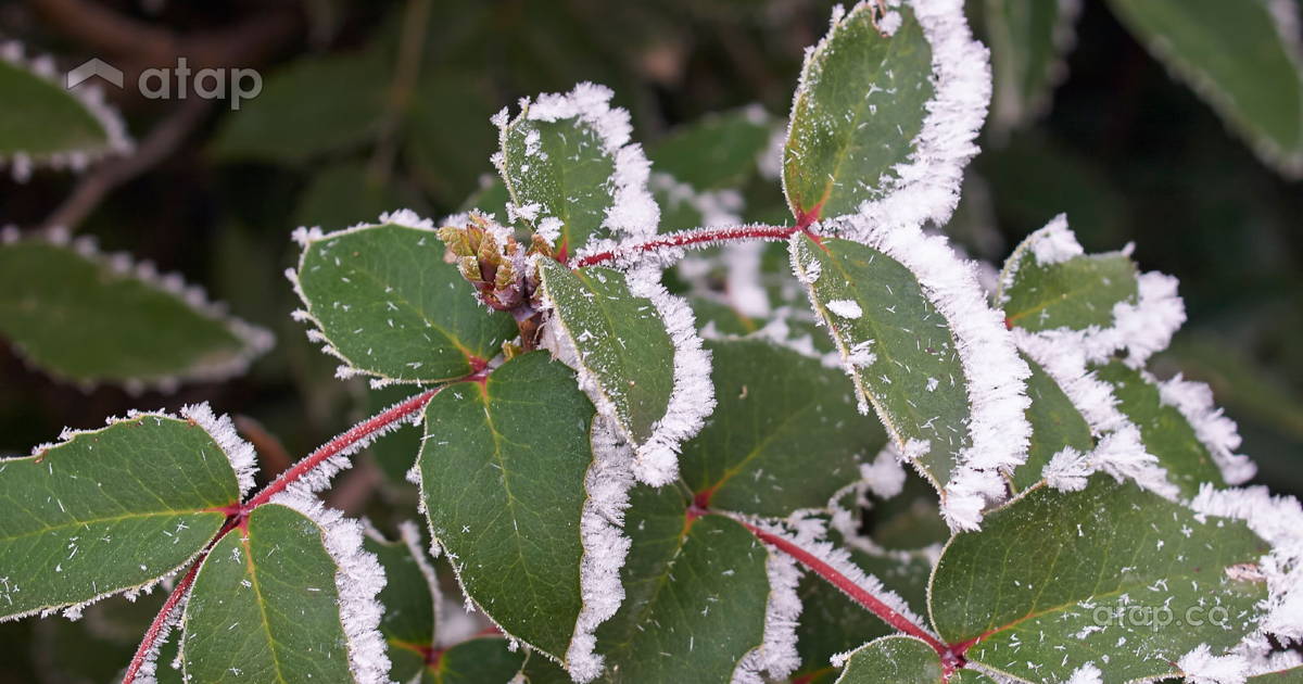How Not to Kill Your Plants During Winter Atap.co