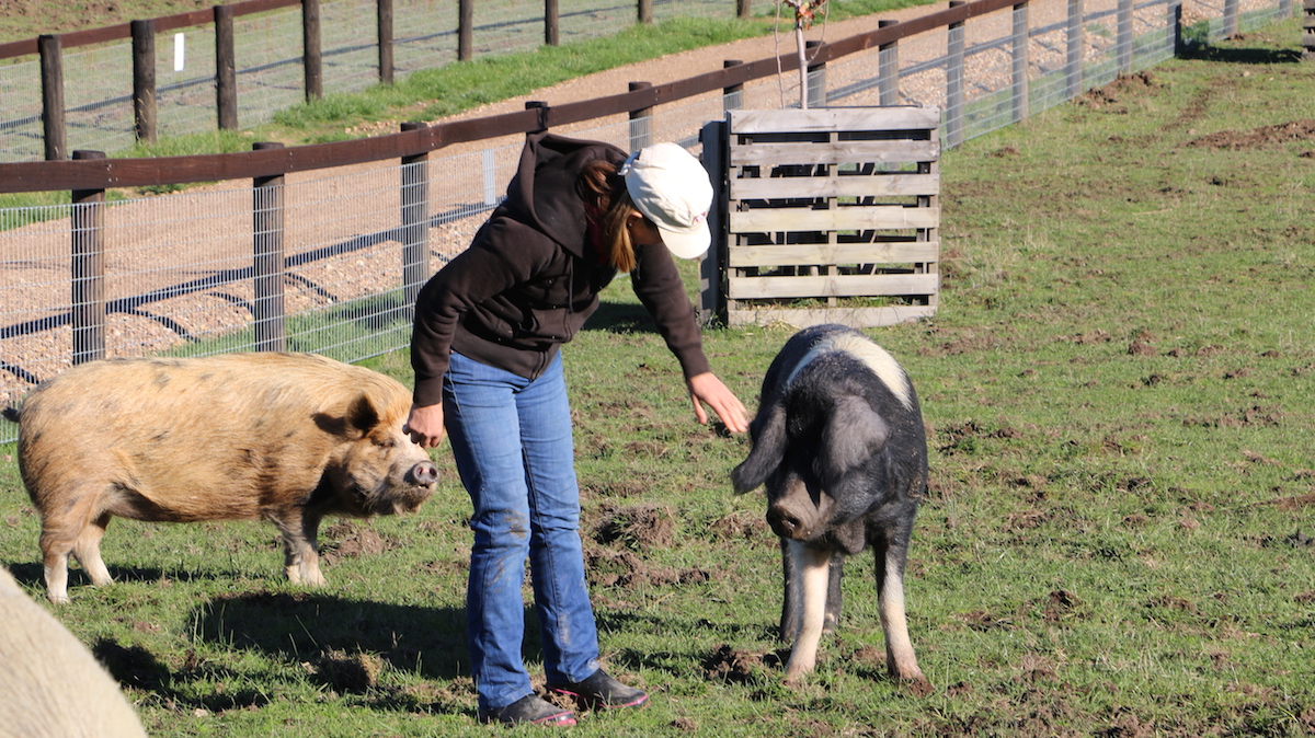 Pam Ahern and pigs at Edgar's Mission
