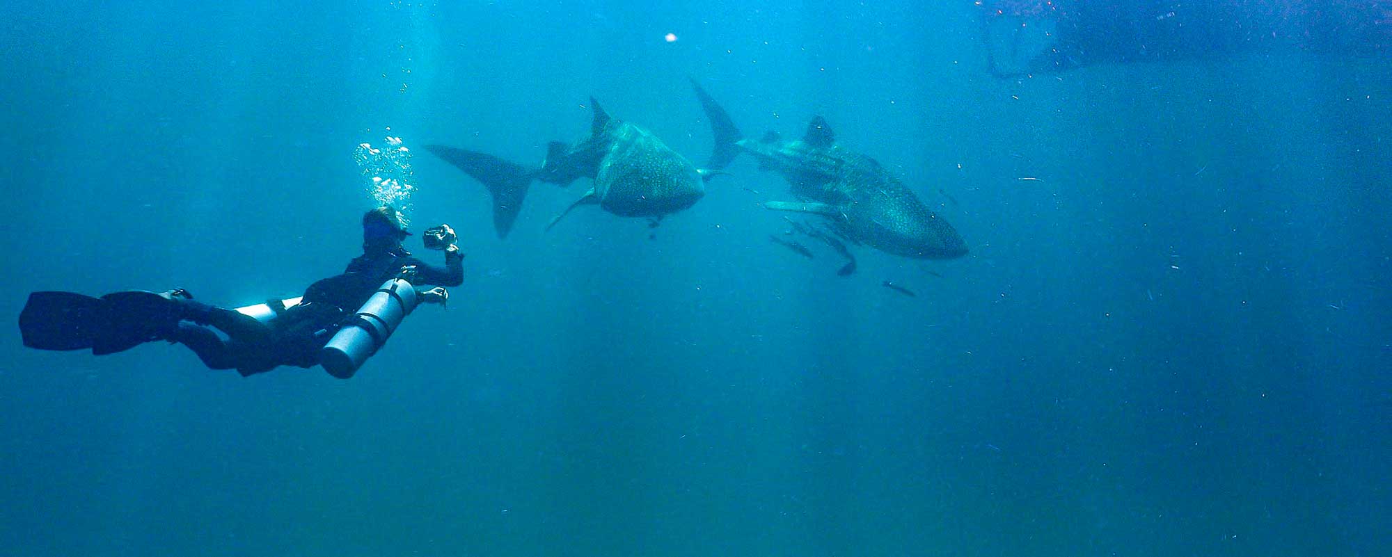 Sidemount diving on Koh Tao Big Blue Diving Koh Tao