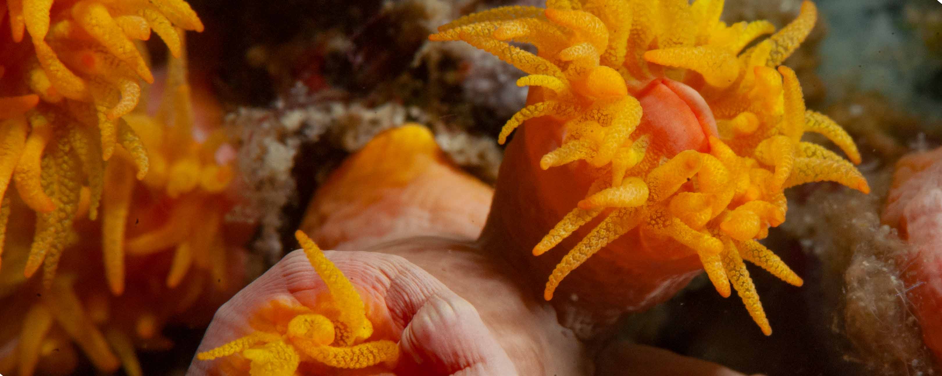 Coral Identification Be An Eco Conscious Diver Big Blue Diving Koh Tao