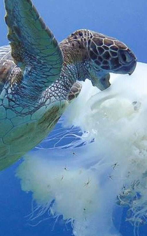 The Turtles on Koh Tao Big Blue Diving Koh Tao