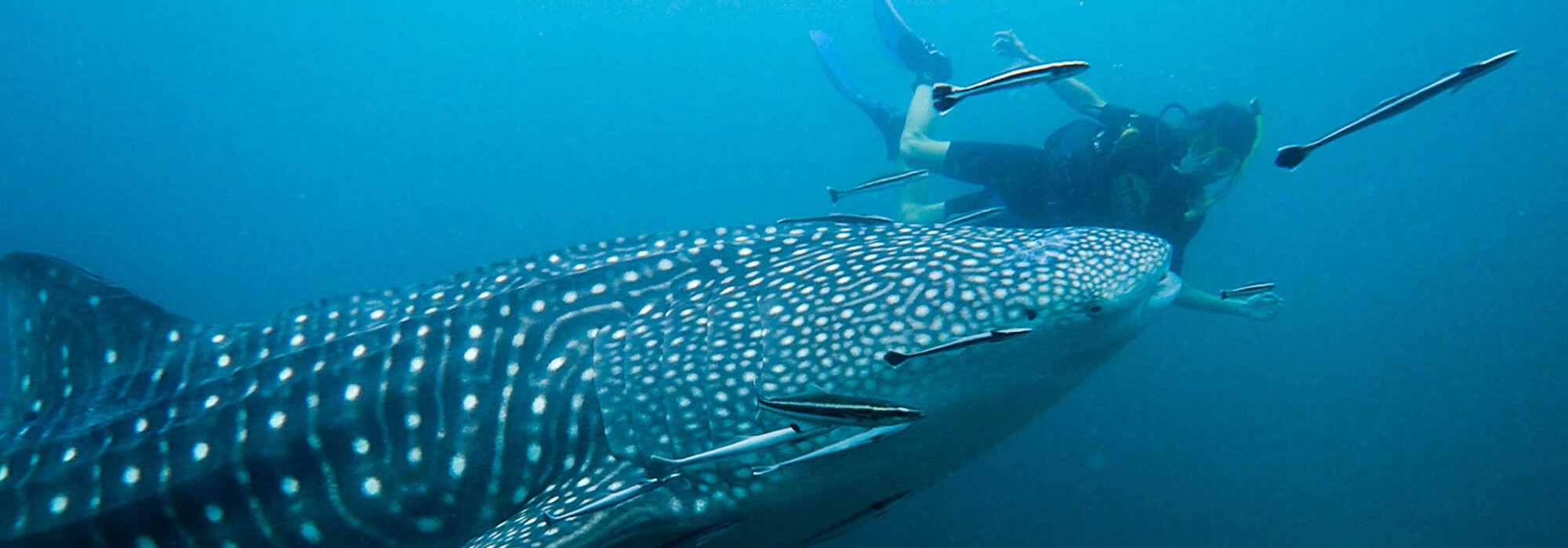 Whaleshark At Chumphon Pinnacle Big Blue Diving Koh Tao