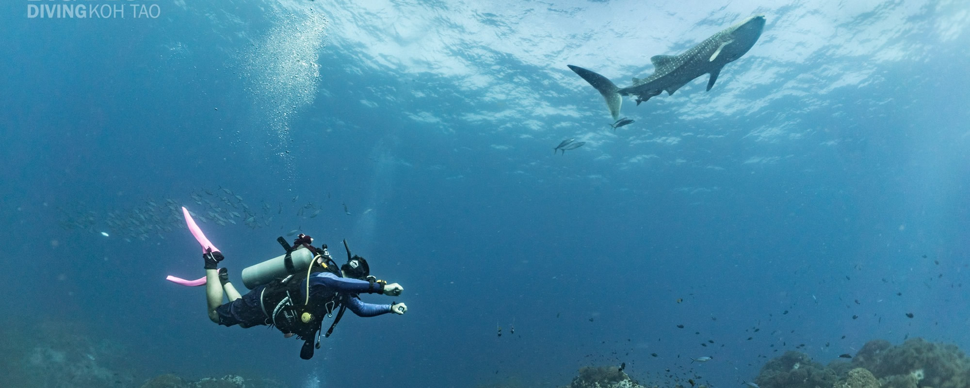 The Top Dive Centre on Koh Tao Big Blue Diving Koh Tao