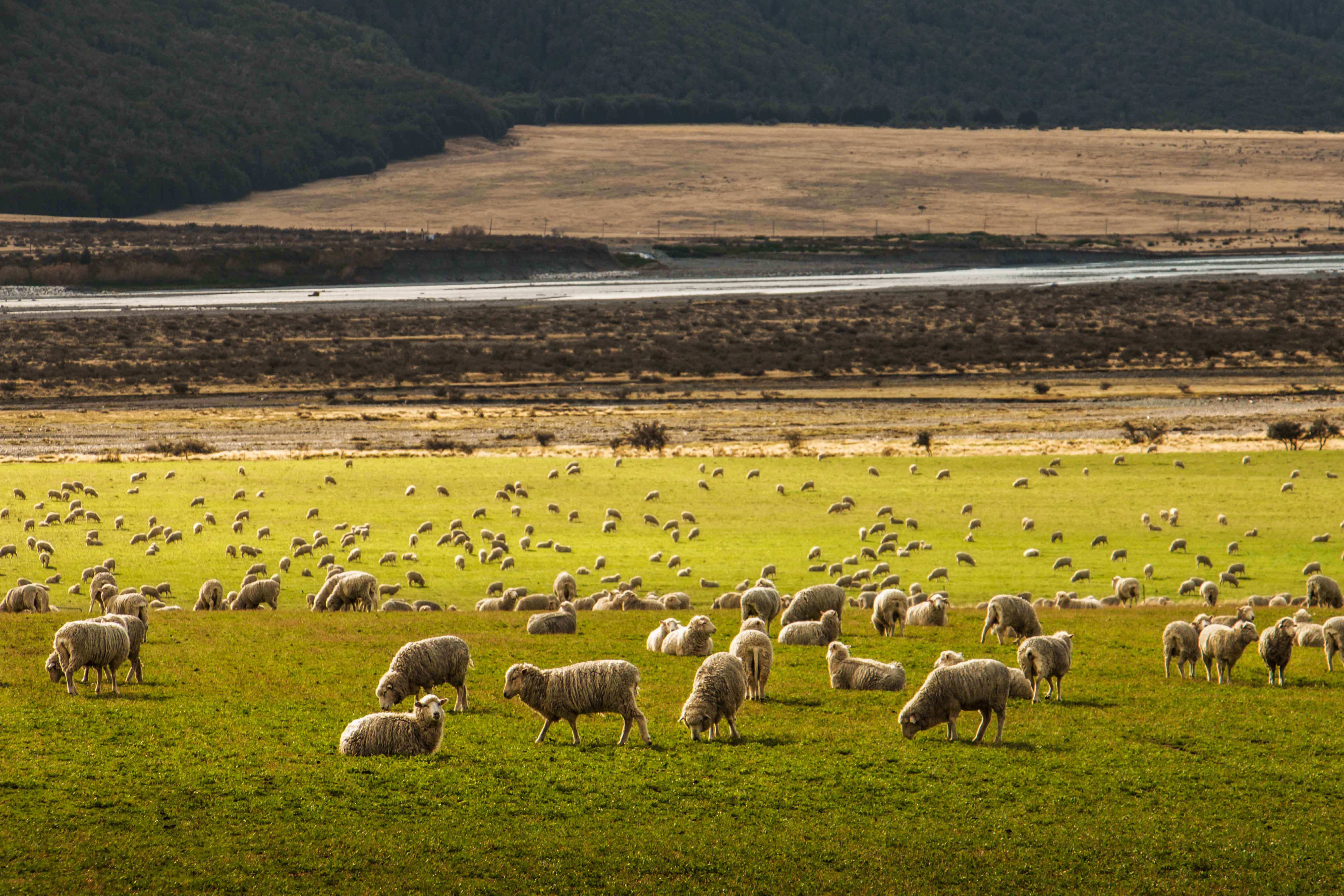 study in new zealand