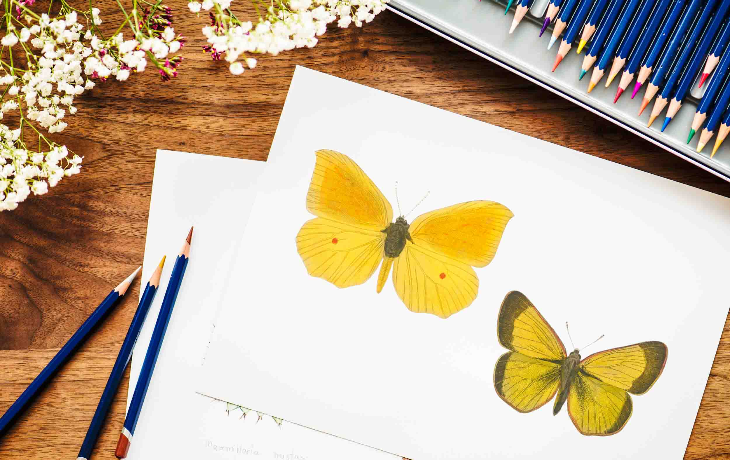 colored pencils on top of an illustration of two yellow butterflies