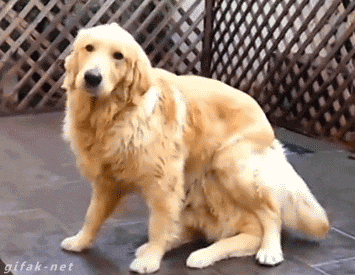 two cute dogs