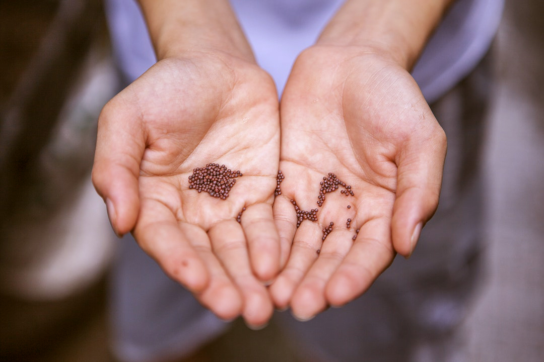 open palms holding seeds