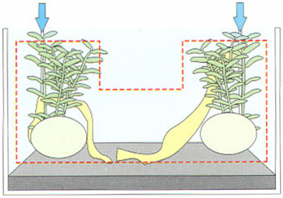 hướng dẫn bố cục hồ