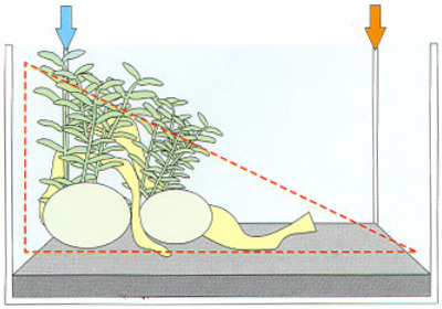 Bố cục tam giác