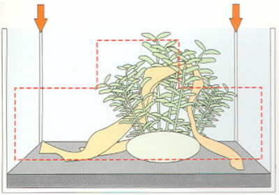 Hướng dẫn hồ thủy sinh