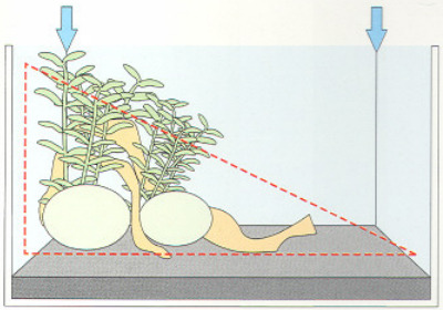 Bố cục hình tam giác