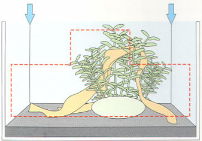 Bố cục hồ đẹp