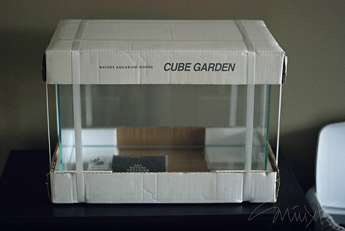 Tác giả lựa chọn hồ Cube garden của ADA