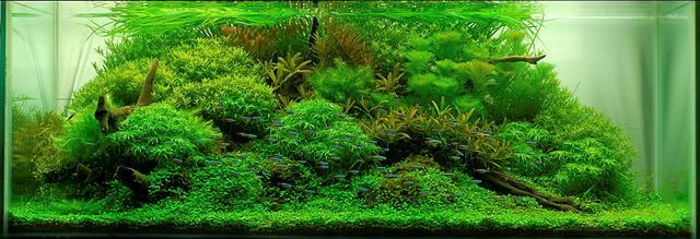 hồ thủy sinh phong cách tự nhiên