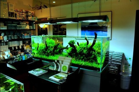 cắt tỉa cây thủy sinh