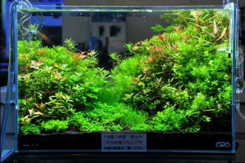 small tank