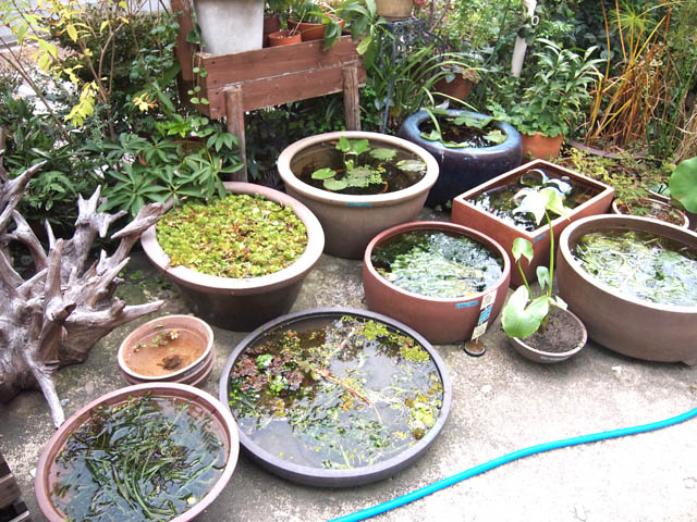 dưỡng cây thủy sinh