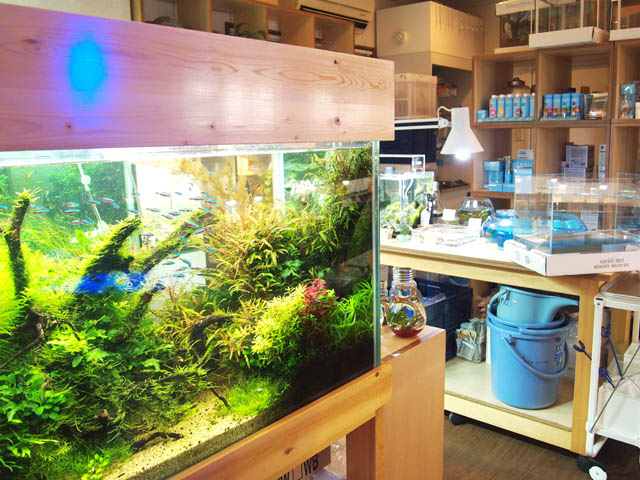 shop thủy sinh