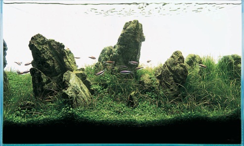 bể thủy sinh iwagumi 60cm năm 2001