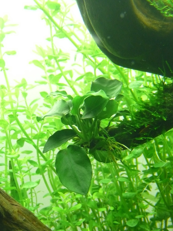 ráy thủy sinh trổ rễ