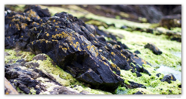 beautiful stone for aquatic planted tank