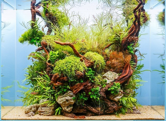 bố cục thủy sinh phá cách