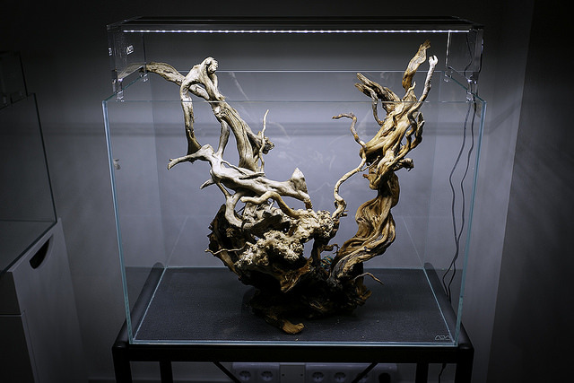 bộ lũa đỗ quyên đẹp