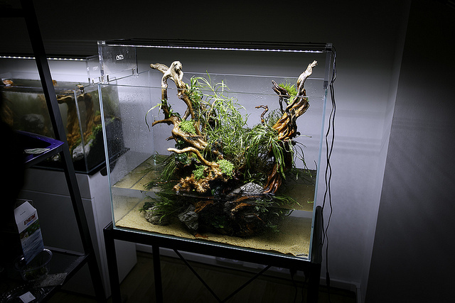 trồng cây vào bể thủy sinh