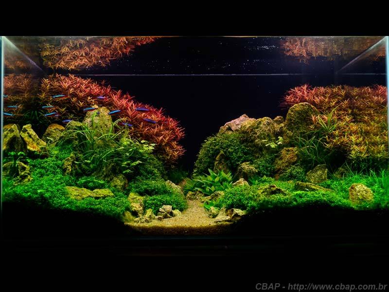 Hồ #004 - 55x36x30 cm (59L)