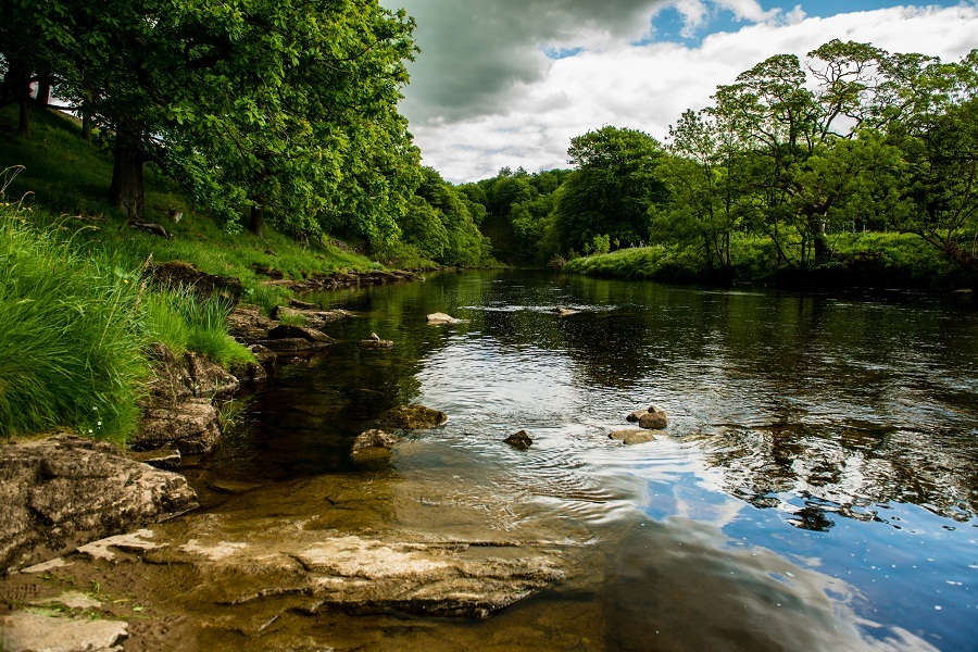river with trees on bank