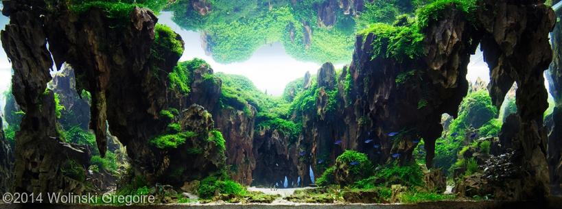 bể thủy sinh Passage AGA 2014